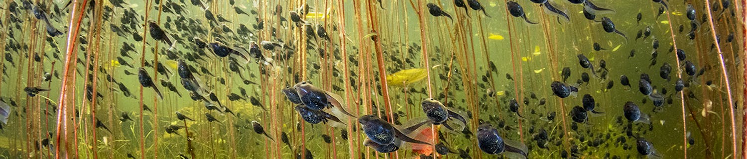 © Shane Gross, Wildlife Photographer of the Year (1)